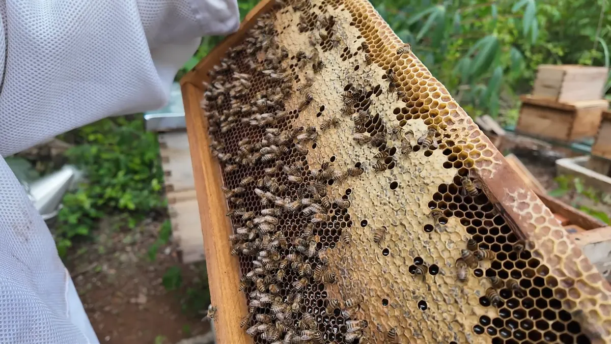 Abejas y reservas visibles sobre un panal