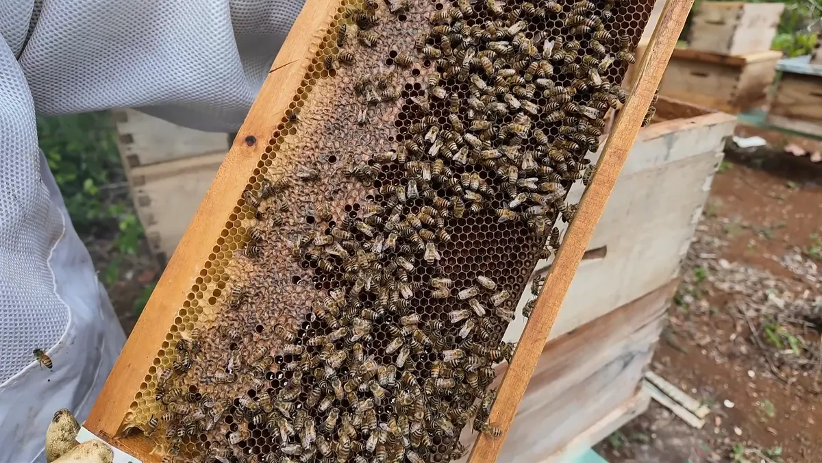 Detalle del patrón de celdas durante la inspección