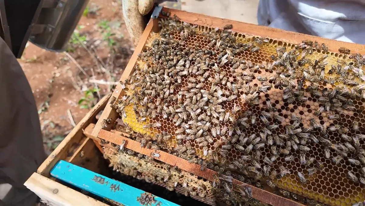 Detalle de las abejas durante la búsqueda de la reina