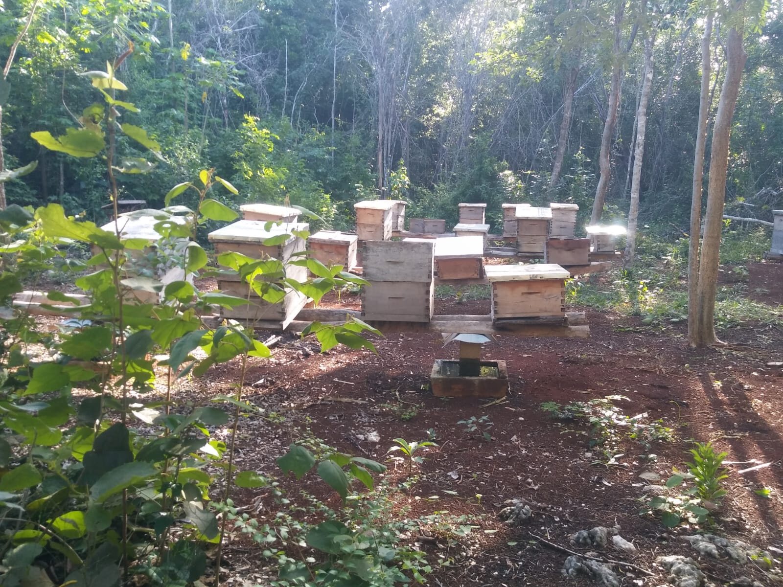 Colmenas de Betkaab distribuidas bajo los árboles de la selva