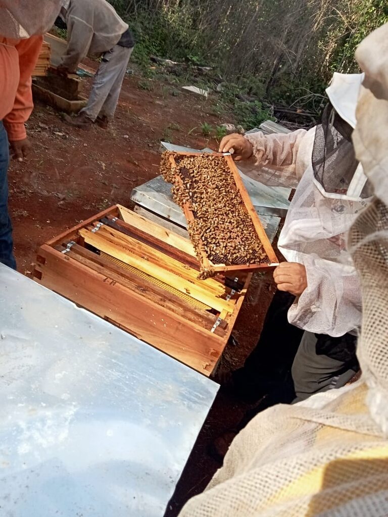 Apicultores de Betkaab revisando un panal cubierto de abejas