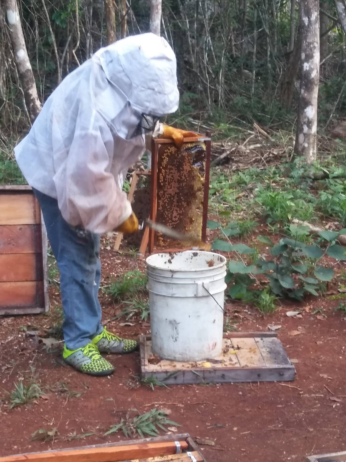 Apicultor de Betkaab recolectando miel junto a una colmena