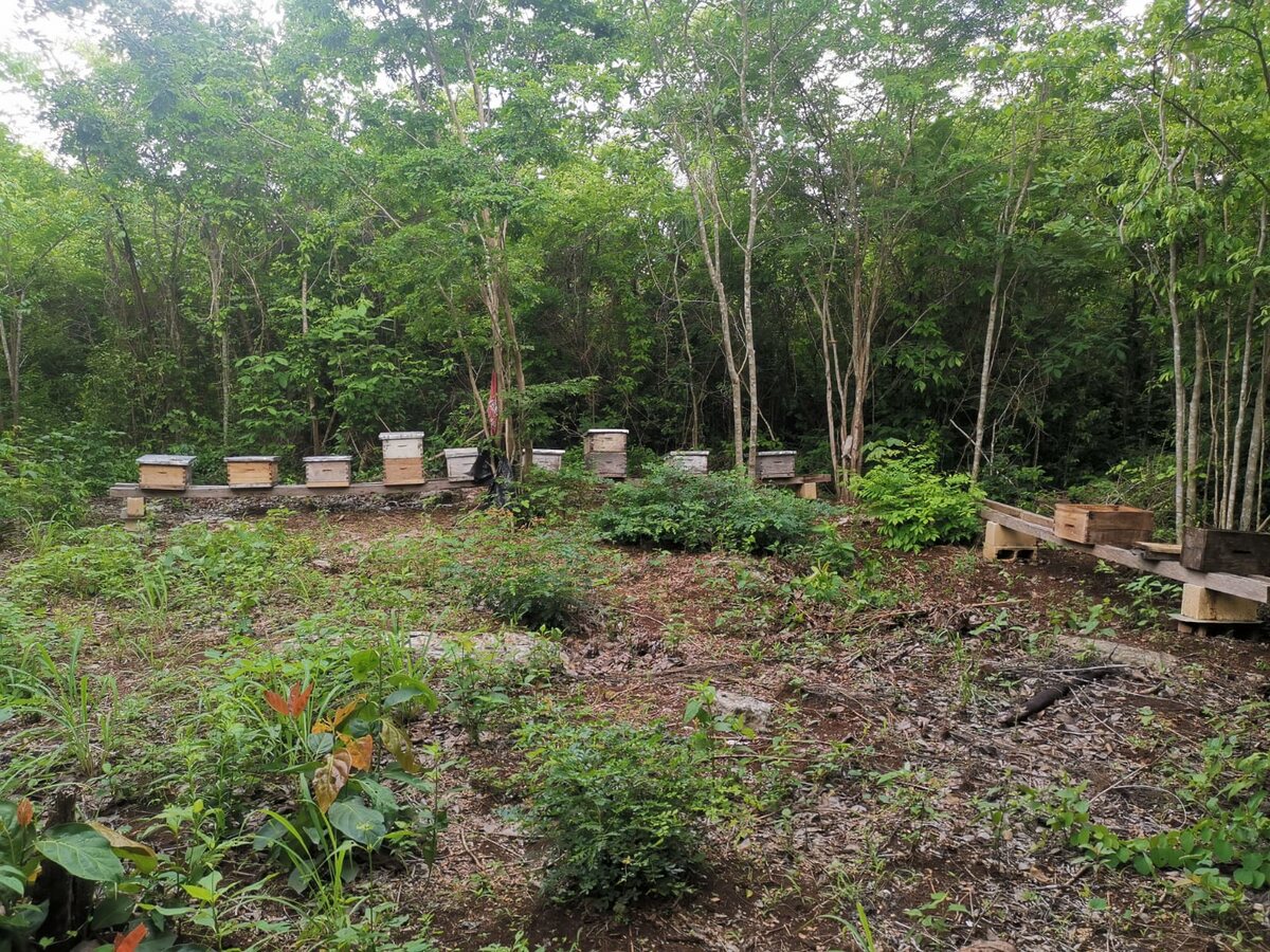 Colmenas de Eulogio distribuidas entre la vegetación del apiario