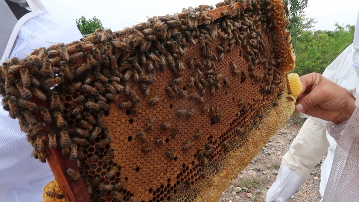 Eulogio sostiene un panal cubierto de abejas durante una revisión