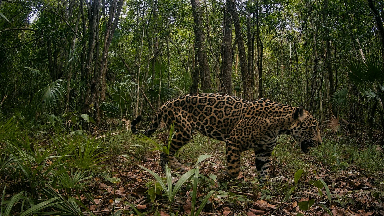Jaguar registrado por una cámara de monitoreo en la selva de Uxuxubi