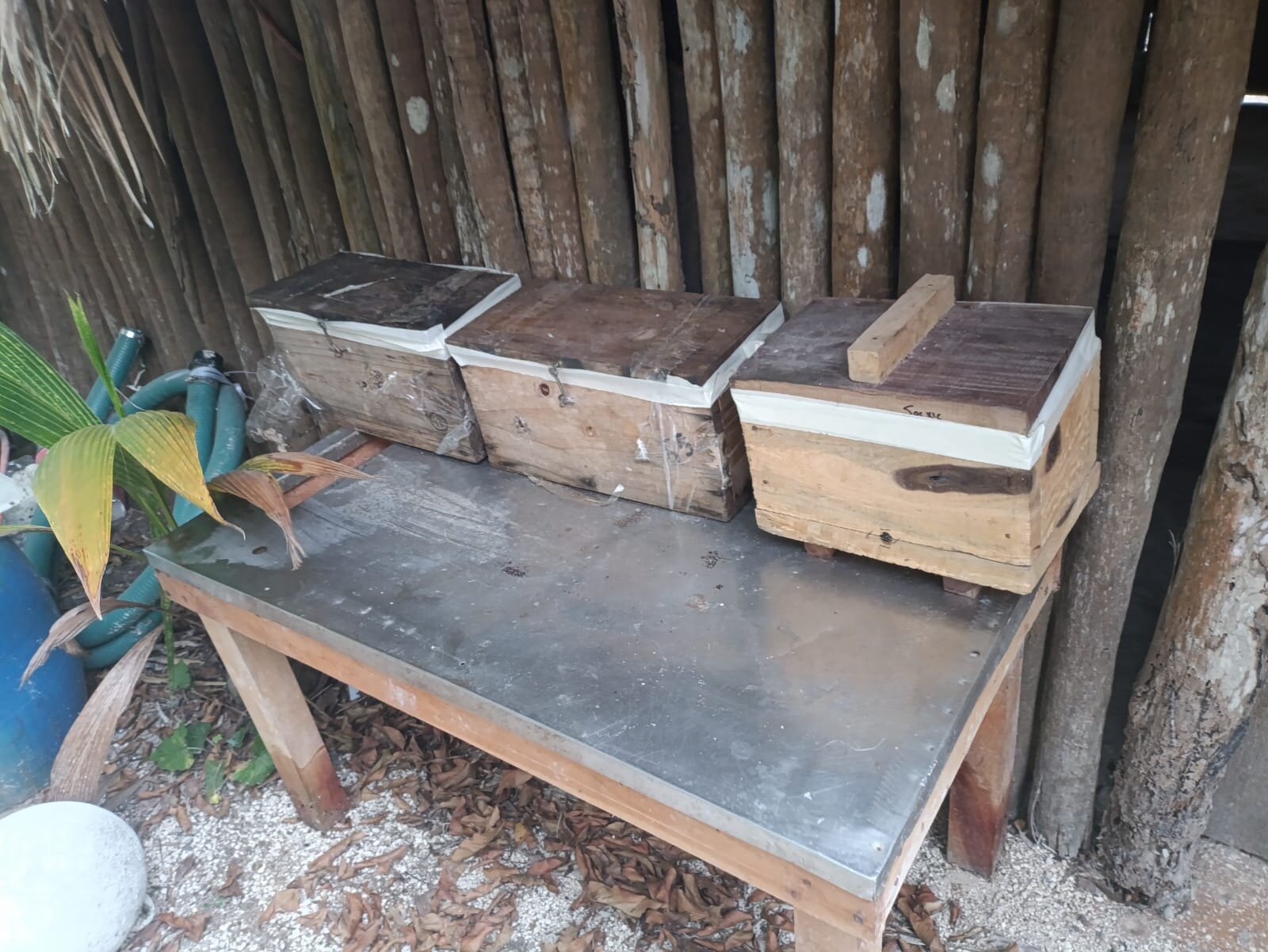 Cajas de madera para abejas meliponas resguardadas junto a la selva