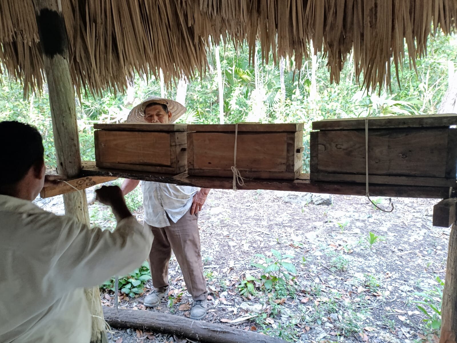Integrantes de Kan Kan revisando jobones de abejas meliponas bajo una palapa