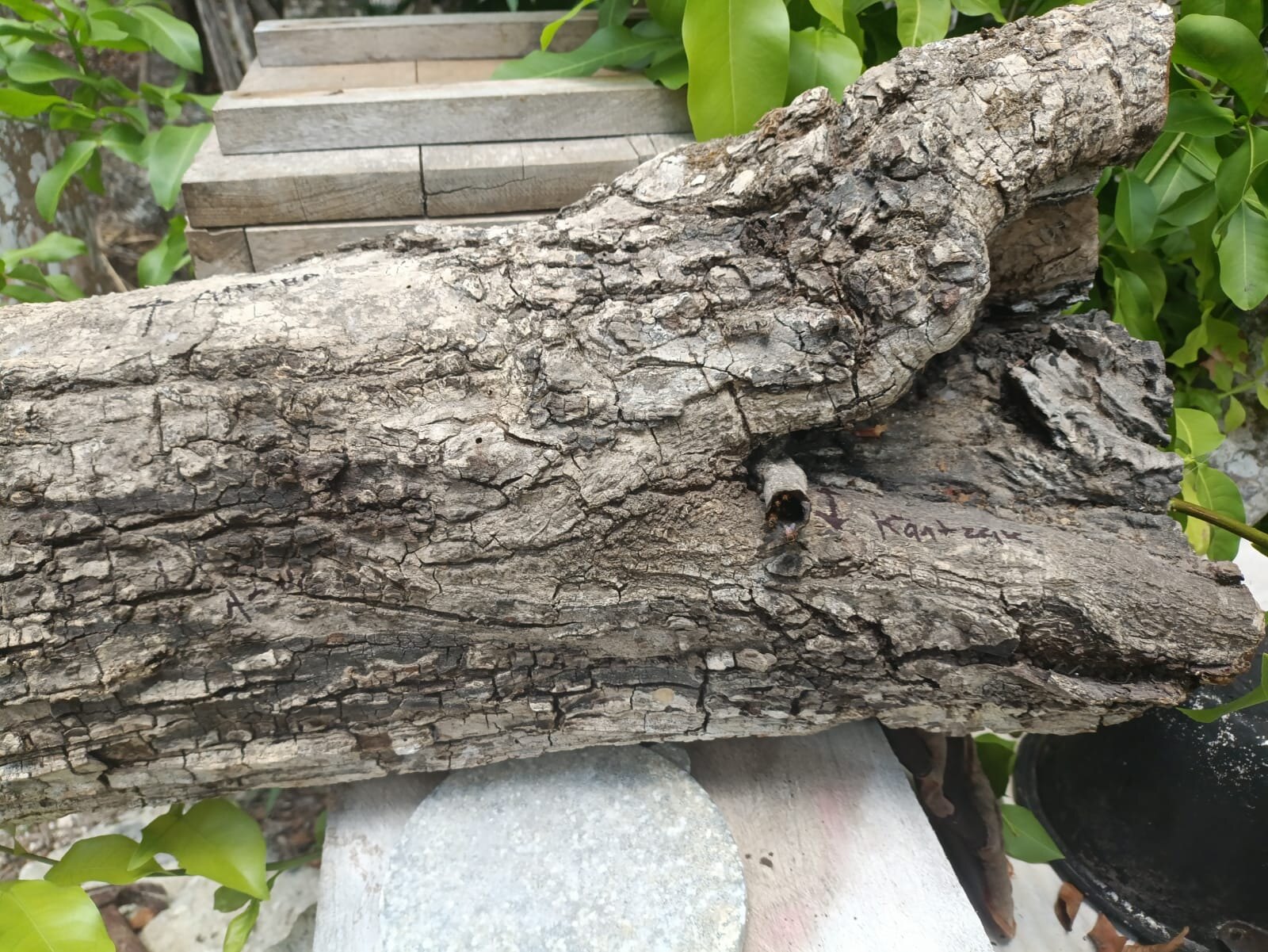 Jobón tradicional de madera utilizado para alojar abejas meliponas